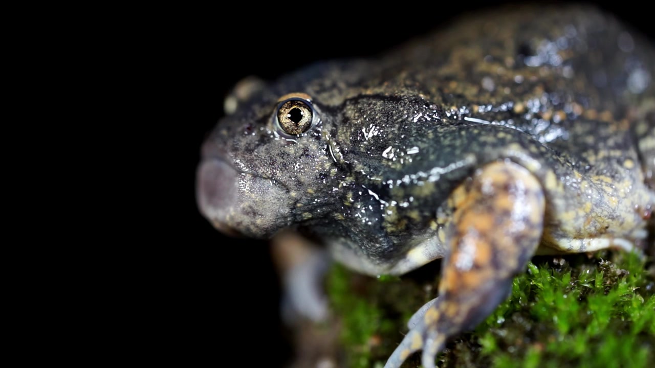 This frog specie is simple different. with the thick lips and soft body it moves around slowly but definitely a good swimmer.