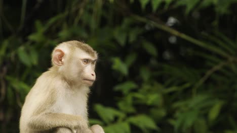 Mono-Bebé,-Macaco-De-Cola-De-Cerdo-Se-Rasca-La-Cabeza