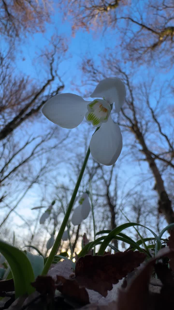 Snowdrop flower winter forest blue sky Iran Hyrcanian Mazandaran Asia springtime bloom petals garden wildflower nature sunlight seasonal growth botanic environment outdoor tender stem fresh travel