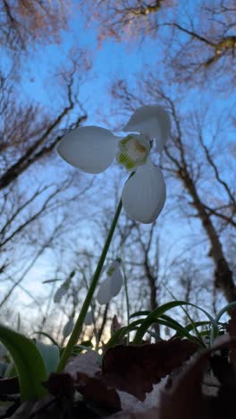 snowdrop flower winter forest blue sky iran hyrcanian mazandaran asia springtime bloom petals garden wildflower nature sunlight seasonal growth botanic environment outdoor tender stem fresh travel