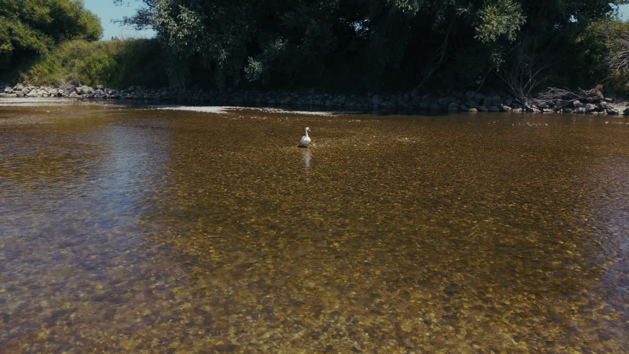 swan in clear shallow water of Sava River near Zagreb bridge and trees