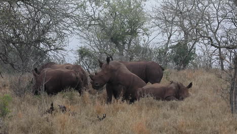 un choque de rinocerontes blancos se relaja en la hierba alta de la reserva privada de thanda