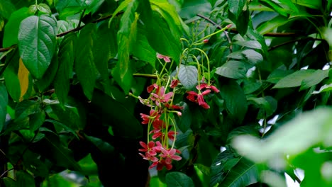 Wunderschöne-Zartrosa-Blüten,-Die-An-Grünblättrigen-Pflanzen-Hängen,-Die-Im-Tropischen-Inselgarten-Von-Timor-Leste,-Südostasien,-Wachsen