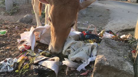 closeup of cow eating the garbage on street side on india