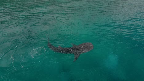 Drone-shot-of-a-Whale-Shark-,-the-biggest-fish-in-the-ocean,-a-huge-gentle-plankton-filterer-giant,-swimming-near-the-surface-at-oslob-the-Philippines-at-a-sunny-day