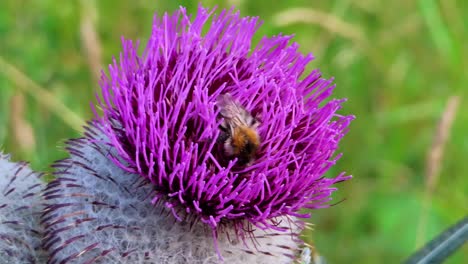 Close-up-macro-shot-of-bee-sitting-in-purple-thistle-flower-and-pollinating