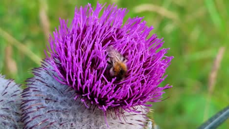 close up macro shot of bee sitting in purple thistle flower and pollinating