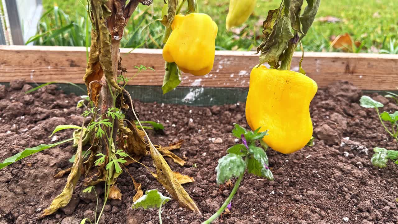 Closeup of plant with yellow bell-shaped pepper or bell pepper growing in moist garden soil, homestead lifestyle
