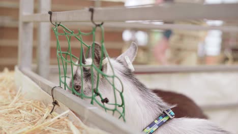 Goats-In-Captivity-Eating-Hay---Animal-Cruelty---selective-focus