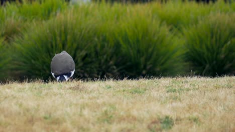 Masked-Lapwing-Bird-Hunting-For-Food-On-The-Grass,-CLOSE-UP