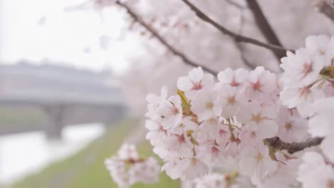 beautiful cherry blossoms by a river and bridge