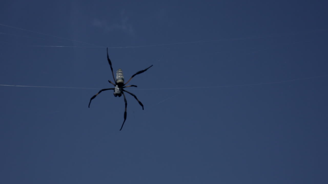 푸른 하늘을 배경으로 거미줄에 매달려 있는 크고 검은 거미