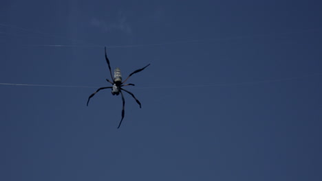 Una-Gran-Araña-Negra-Colgando-De-Su-Red-Recortada-Contra-El-Cielo-Azul