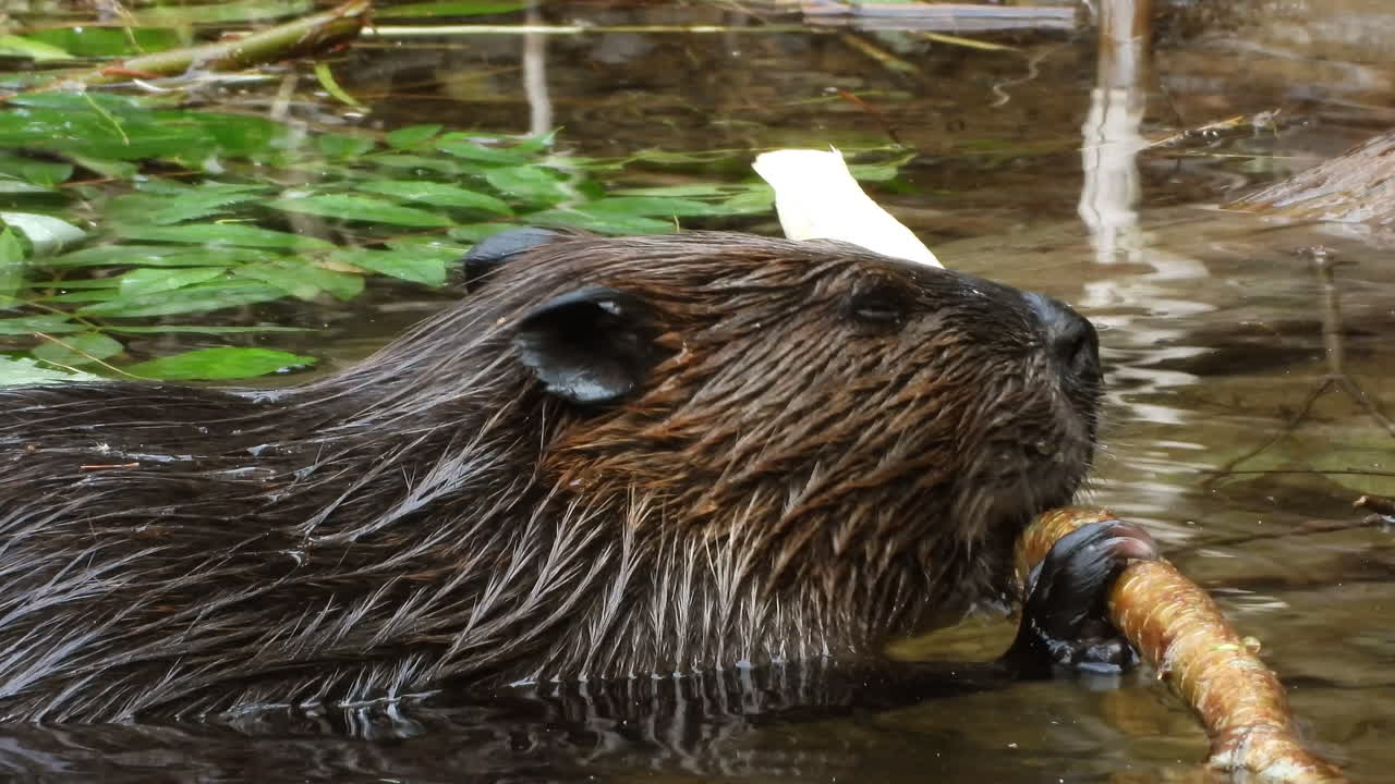 un castoro solitario che rosicchia intensamente un bastone nelle secche vicino a una riva del fiume