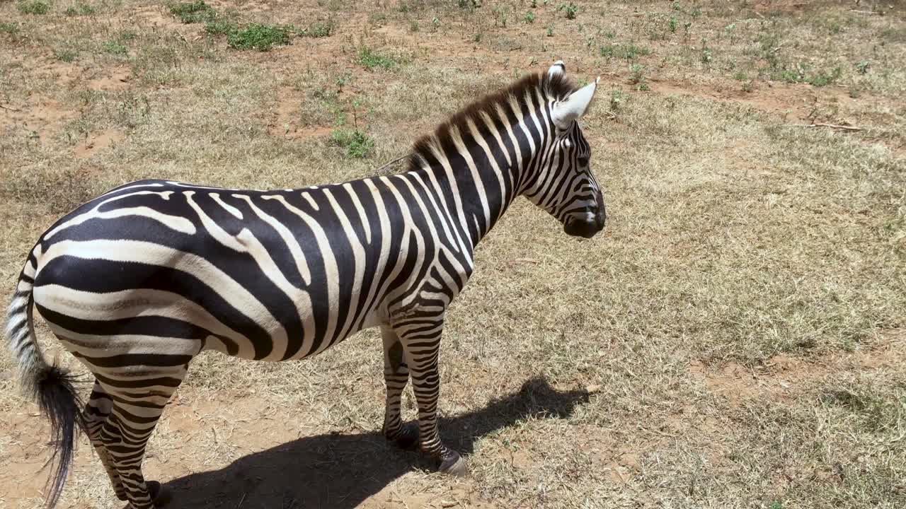 la cebra aislada come hierba y está atenta a los alrededores en un entorno hostil en medio del día caluroso y soleado poco elevado b roll clip