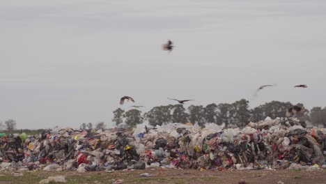 caracaras de cresta del sur vuelan sobre un vertedero de residuos en una instalación de procesamiento de residuos