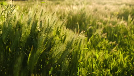 green weeds waves in the slight breeze under sunset lights in two time slow motion