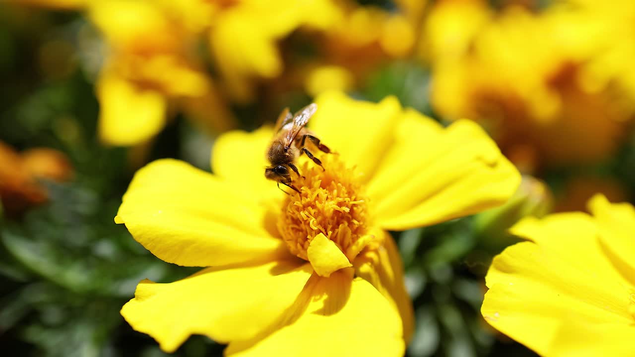 las abejas recogen el néctar de las flores amarillas vibrantes