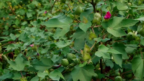 Closeup-of-Upland-Cotton-Flower-Buds-And-Green-Leaves