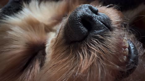 zoet gezicht van een yorkshire terrier, close-up op de neus