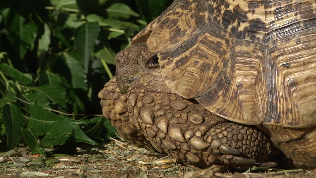 Close Up Of Tortoise Poking Head Out Of Body. Low Angle, Close Up