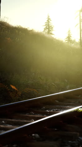 las vías del ferrocarril que conducen a través de un bosque al atardecer