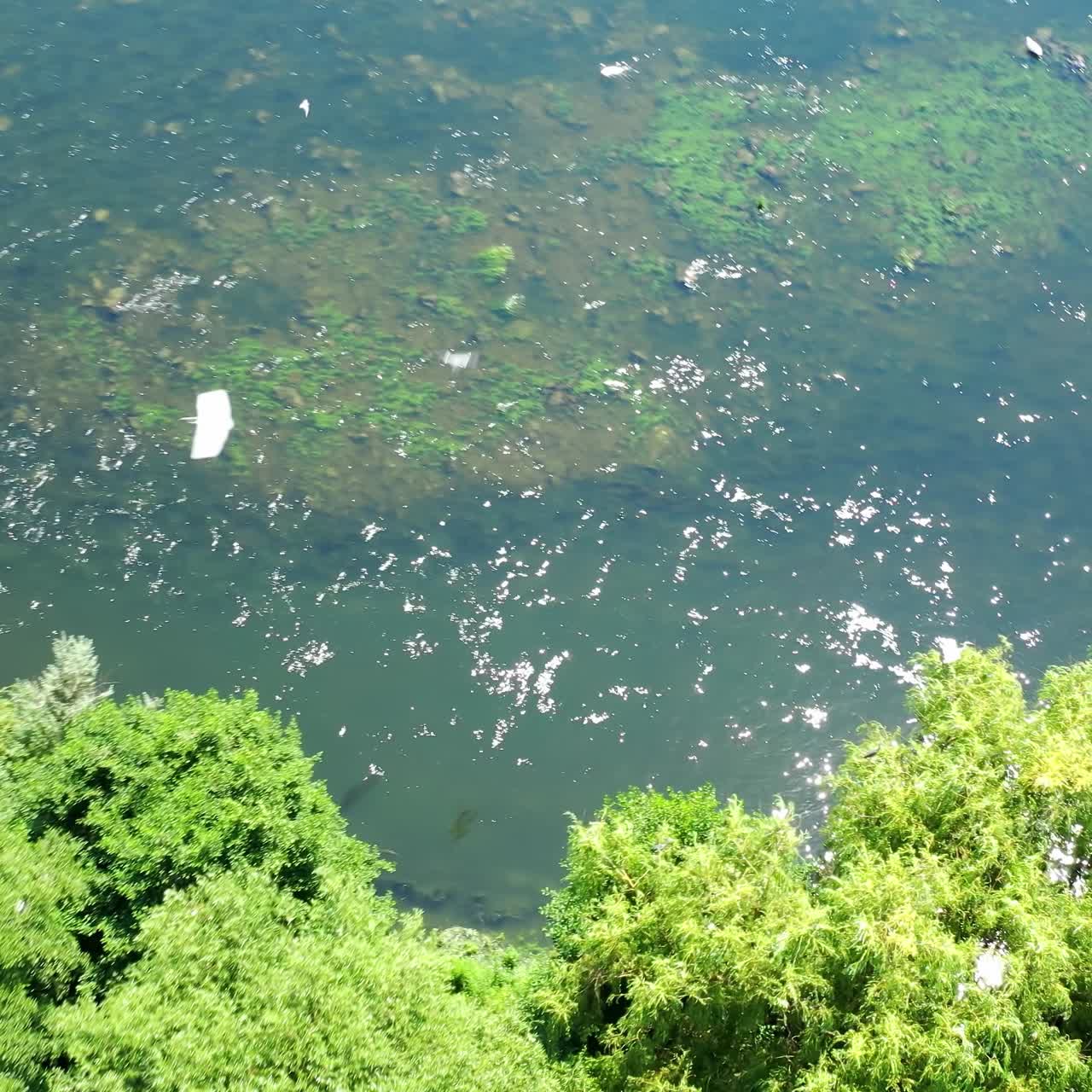 Nature scene with beauty river in sunny day. White birds flying over the lake. Great landscape of summer nature with green trees and blue water at bright sunlight. Aerial view