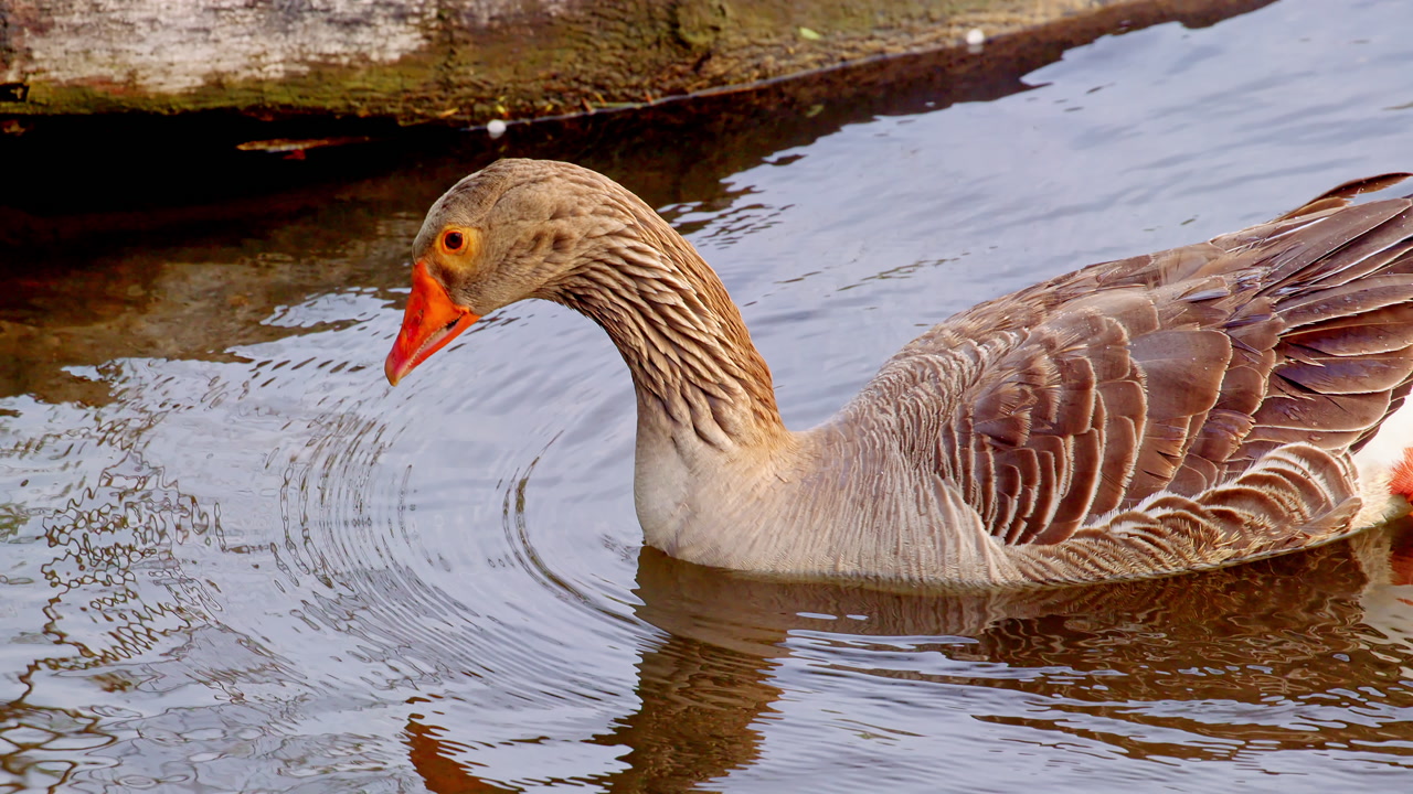 Slow motion footage of a goose floating on a pond in dramatic morning light