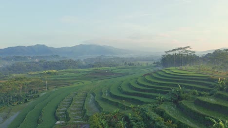 Vista-Aérea-Sobre-El-Campo-Indonesio-En-Una-Mañana-Temprana