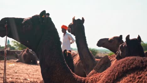 slo-mo of camel eating-chewing with herdsman in background in pushkar, india