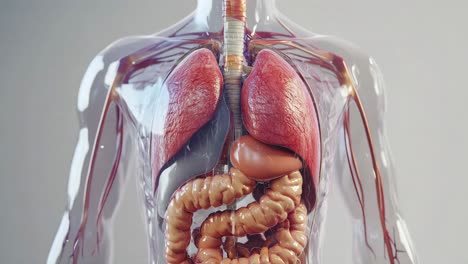 3d transparent human anatomy model of internal organs