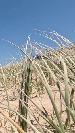 progresión de las dunas de la playa bajo un cielo despejado