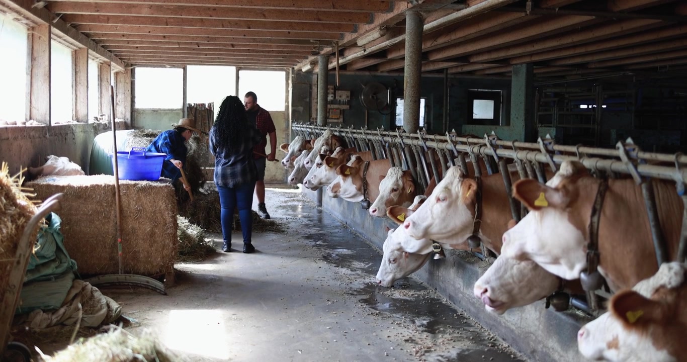 Allevatori che nutrono e lavorano con le mucche in una stalla