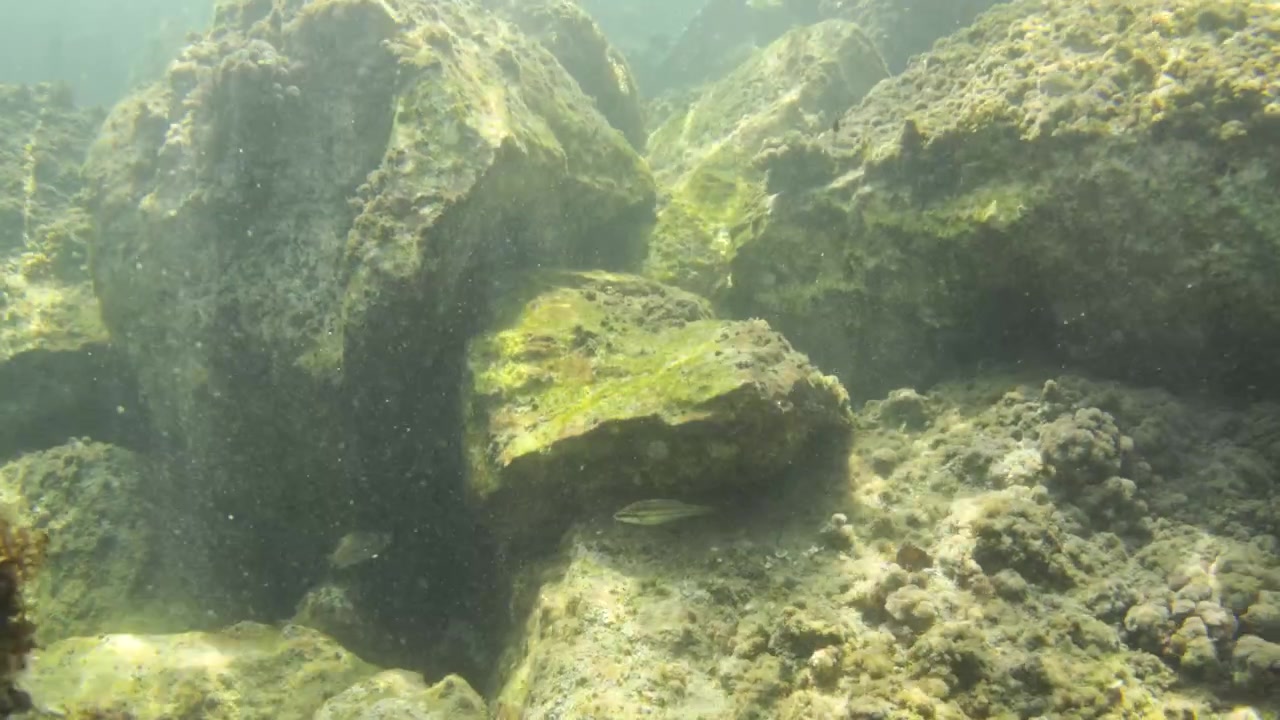 Underwater view capturing the rocky seabed covered in algae, with sunlight penetrating the clear water surface and reflecting waves