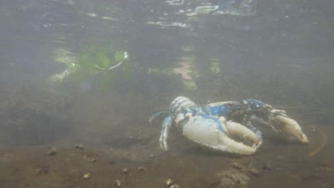 vista única de un crustáceo de cangrejo espinoso lamington raro y protegido bajo el agua en su sistema de arroyos de hábitat natural