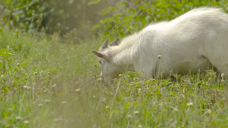 cabra blanca pastando hierba en un campo verde