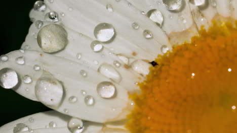 close-up of a wet daisy flower with water droplets