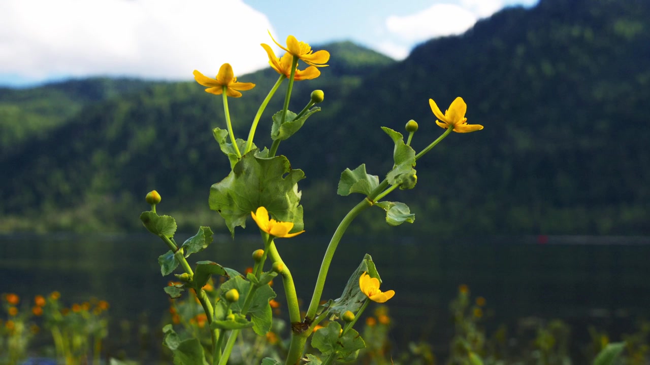 Yellow flowers bloom near a calm lake with green hills in background. Clear sky with soft clouds adds peaceful atmosphere. Nature's quiet beauty captured in scenic mountain setting