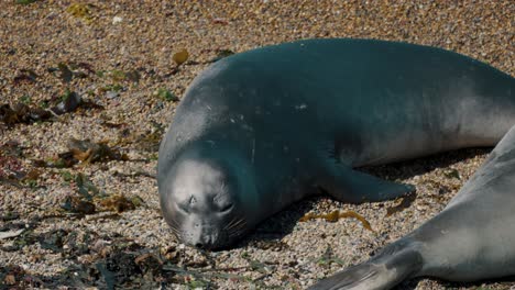 primer plano de una foca elefante durmiendo en la arena en la península de valdes, chubut, argentina