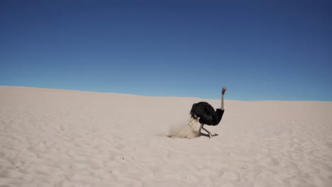 ostrich running on sand dunes