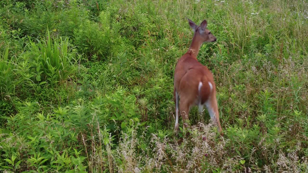 ciervo en un campo al atardecer-9