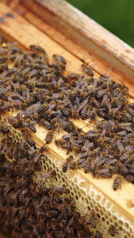 busy bees working in a hive. wooden beehive inside. many honey bees crawling and packing organic honey on frames. close-up. vertical video