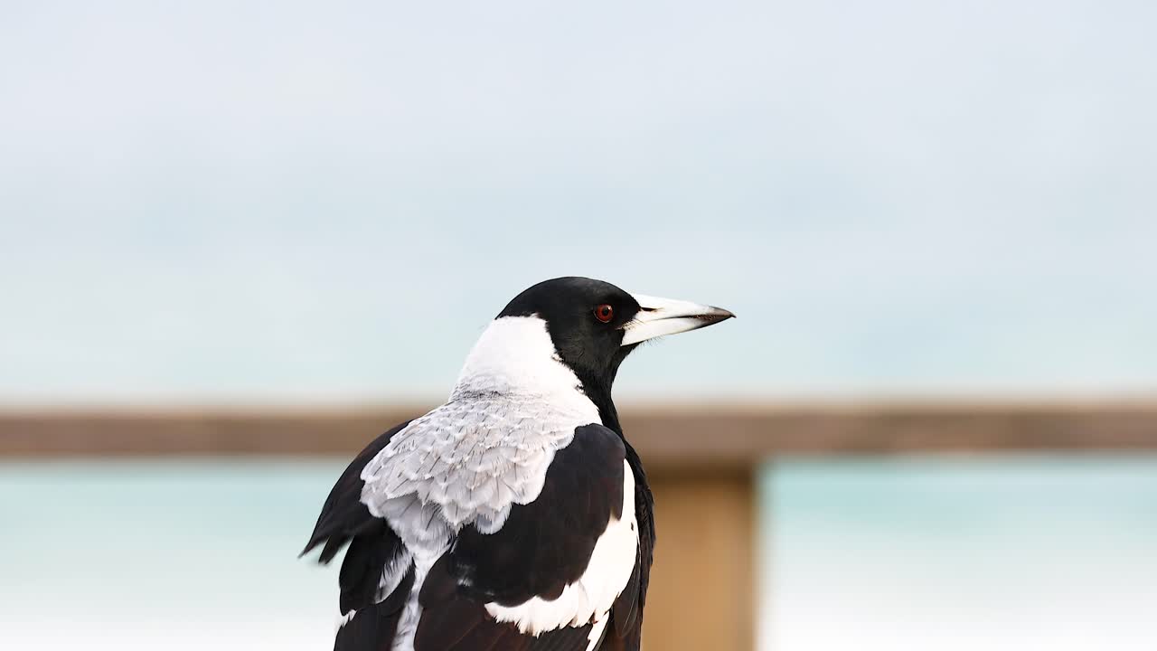 An Australian magpie stands on a railing, turning its head against a serene ocean backdrop. Natural lighting enhances the tranquil scene