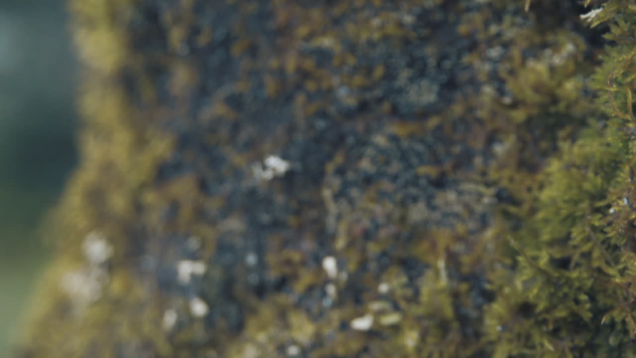 musgo y líquenes que crecen en la corteza de los árboles ásperos