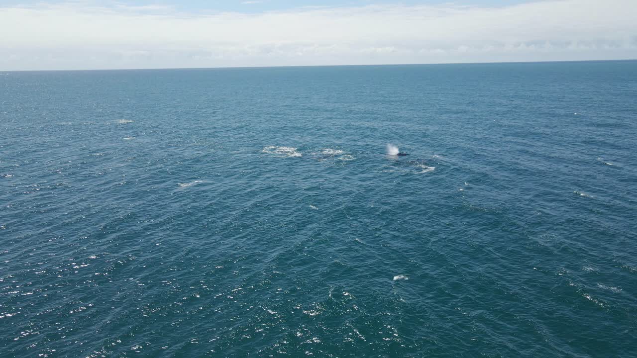 고래 관찰 - 바다에서 헤엄치고 물을 부는 고래 무리