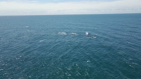 avistamiento de ballenas - manada de ballenas nadando y soplando agua en el océano