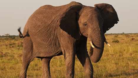 slow motion of african elephant close up, africa wildlife animals in masai mara national reserve, kenya, steadicam gimbal tracking shot following elephants in the savanna in maasai mara