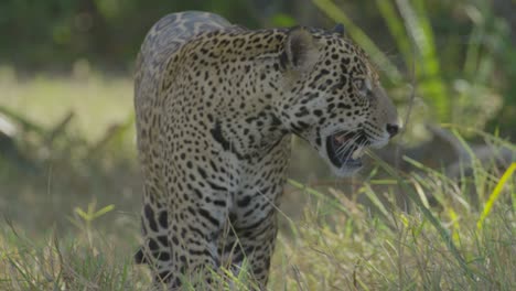 Jaguar-medium-shot-walks-and-lays-down-behind-tall-grass