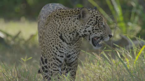 el jaguar mediano camina y se acuesta detrás de la hierba alta