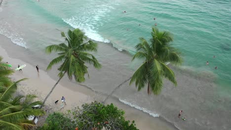 palm trees in hiriketiya beach as seen from above